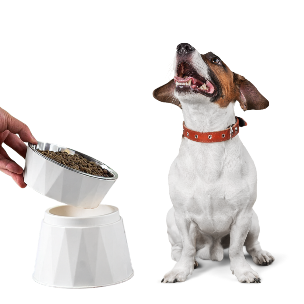 Plato de comida elevado para mascotas Acero Inoxidable